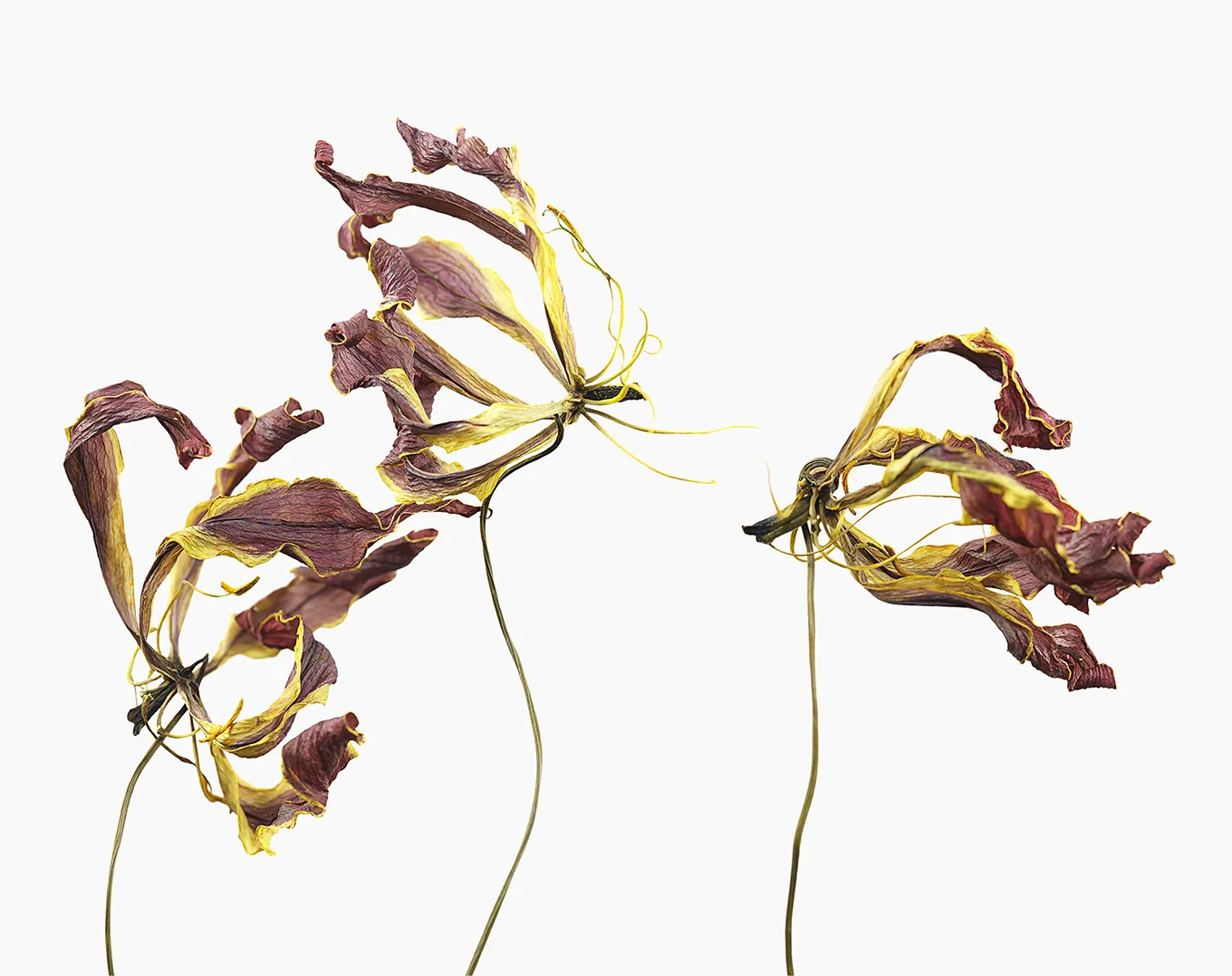 2024 Gloriosen #0525