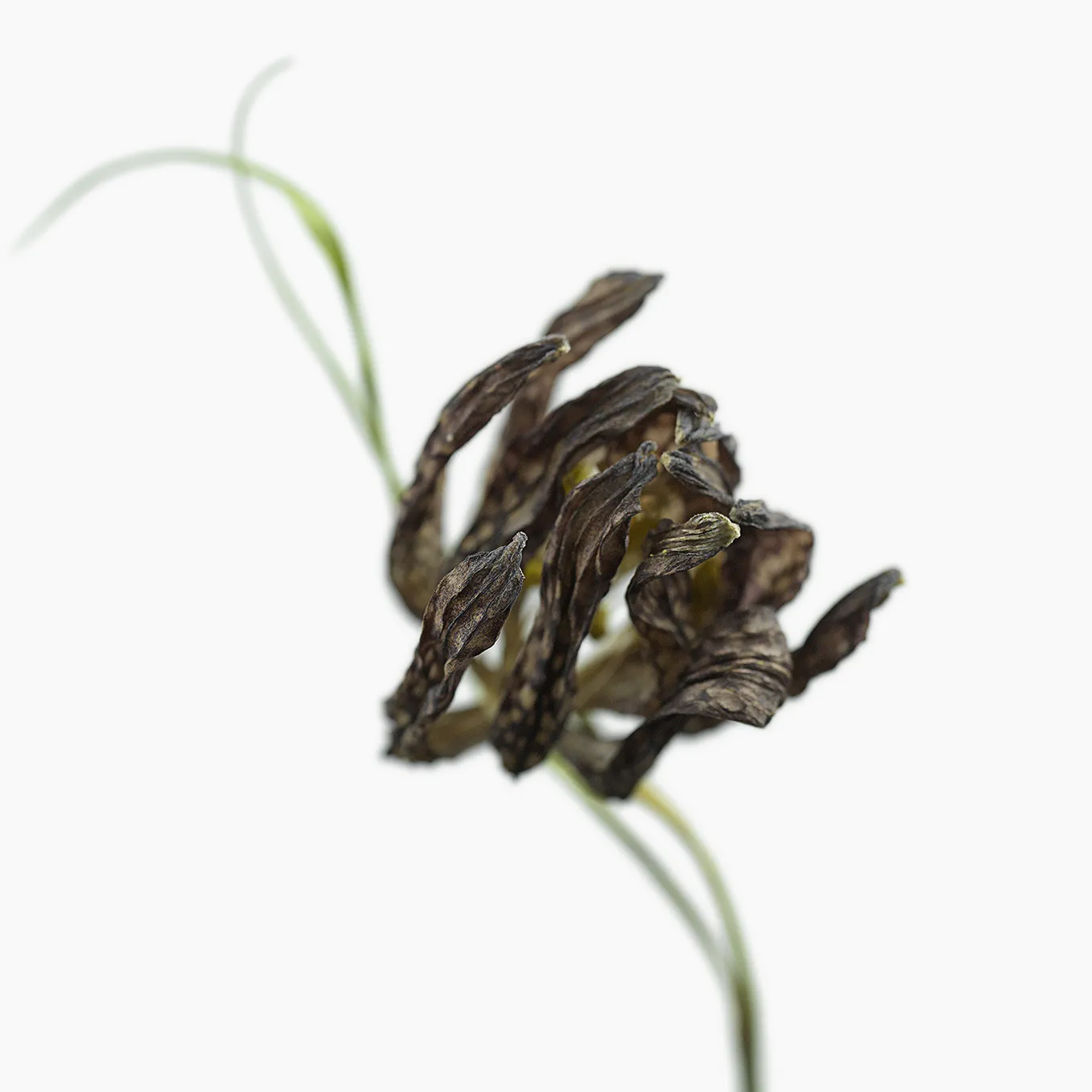 2024 Fritillaria #0560