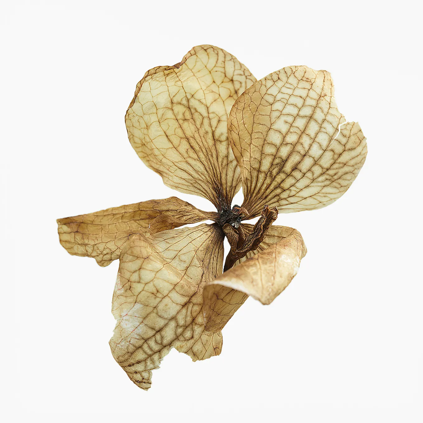 2024 Orchideen #0565