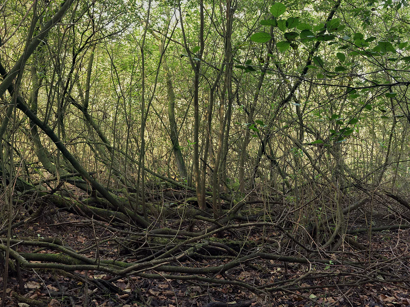 2012 Hamburg Eppendorfer Moor #0137