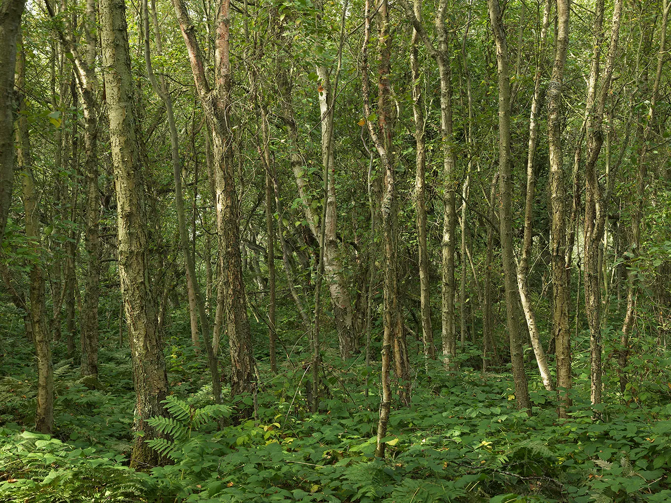 2012 Sylt Vogelkoje #0145