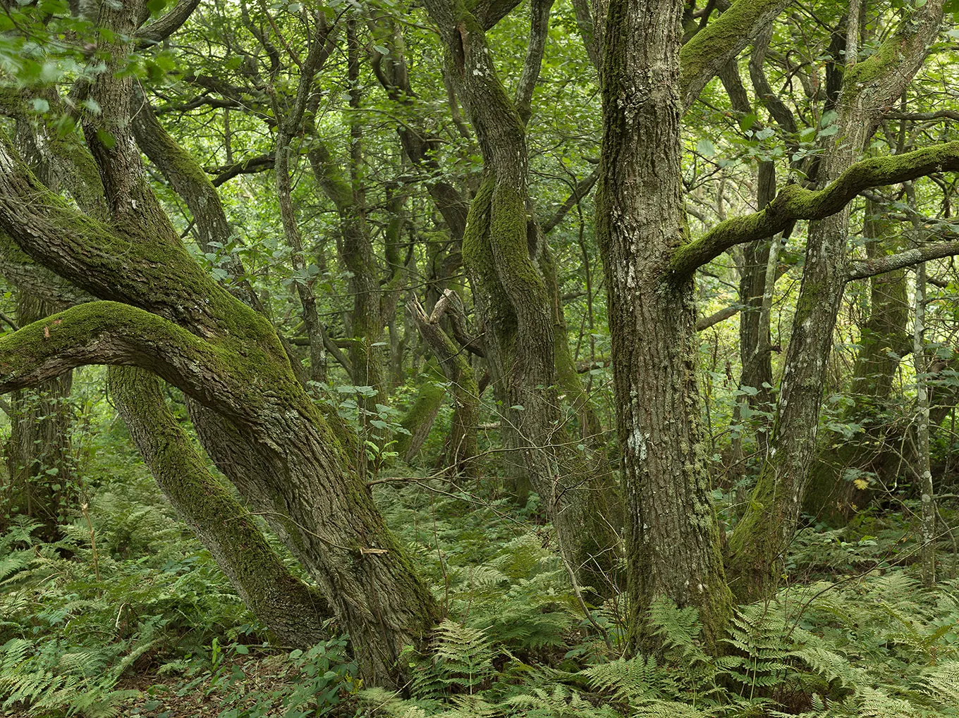 2012 Sylt Vogelkoje #0148