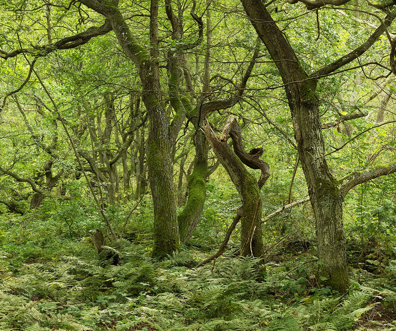 2012 Sylt Vogelkoje #0149