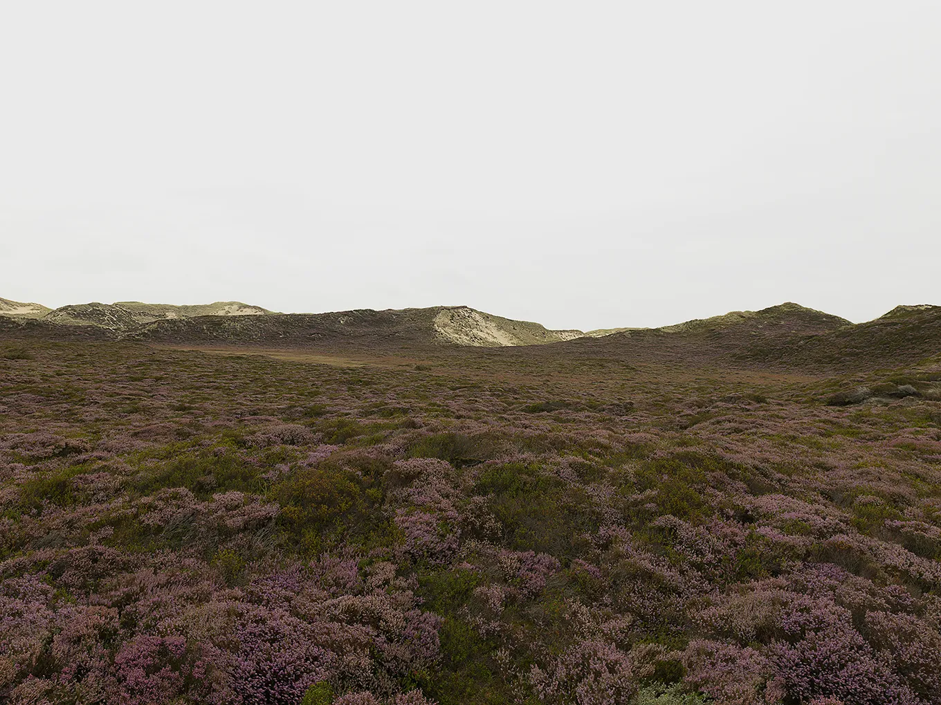 2019 Sylt List #0364