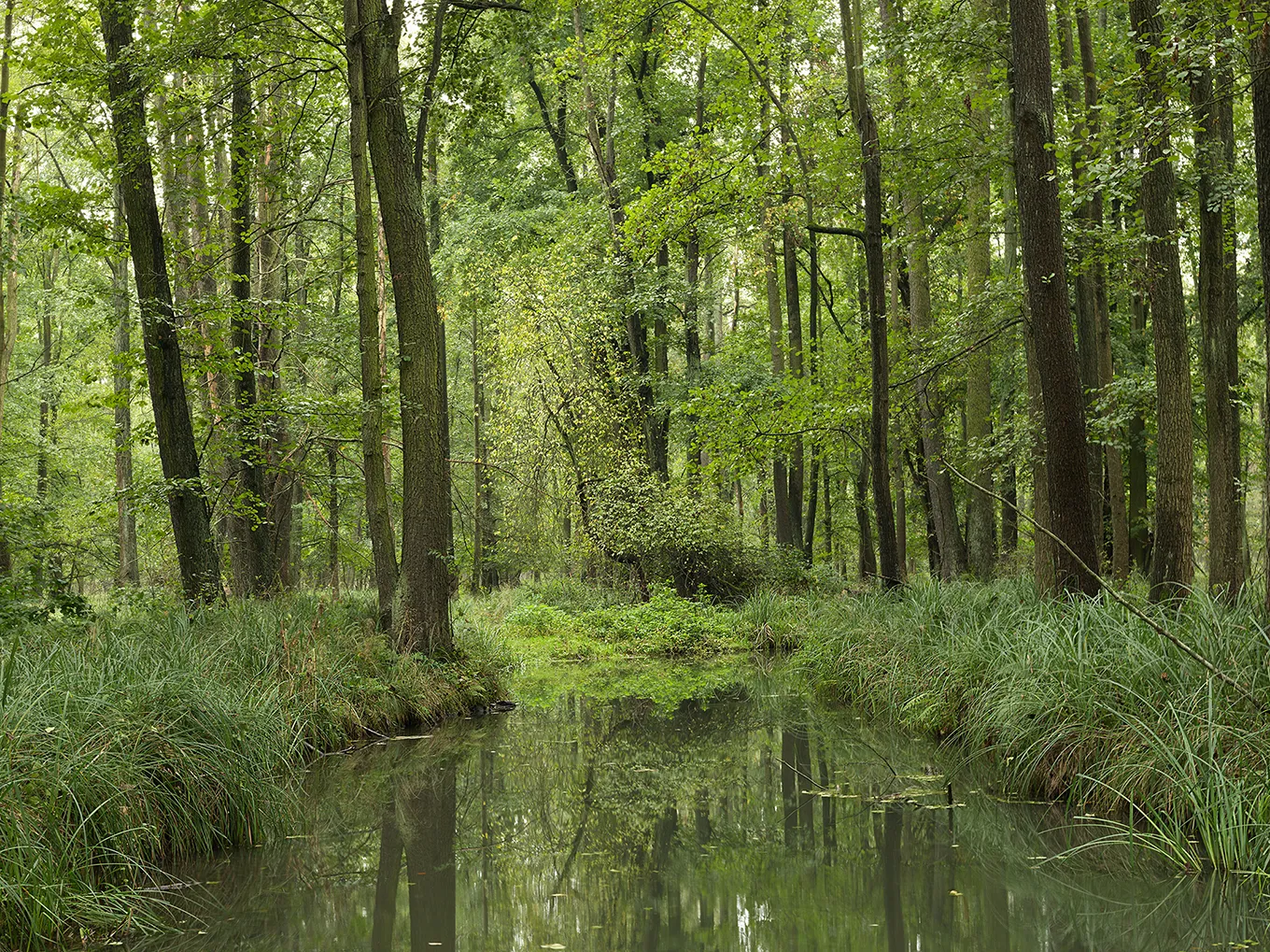 2016 Spreewald #0176