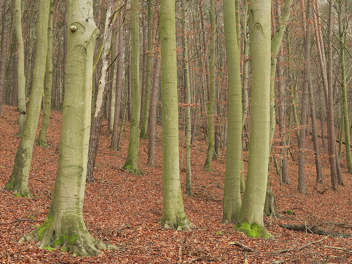 2017 Uckermark #0259